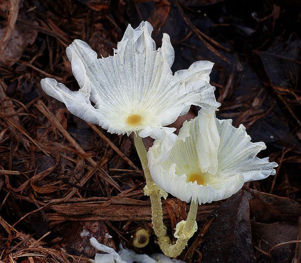 Грибы Leucocoprinus fragilissimus