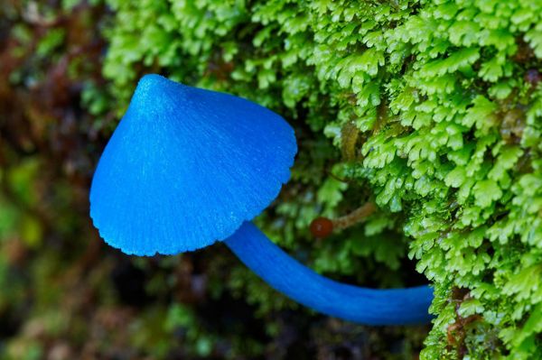 Entoloma Hochstetteri