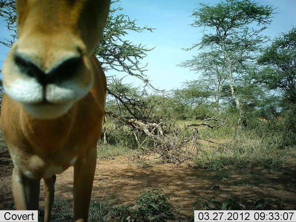 Селфи животных в проекте Snapshot Serengeti
