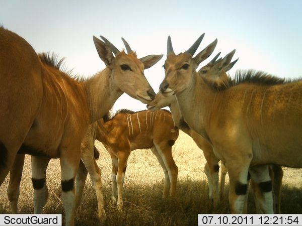 Селфи животных в проекте Snapshot Serengeti