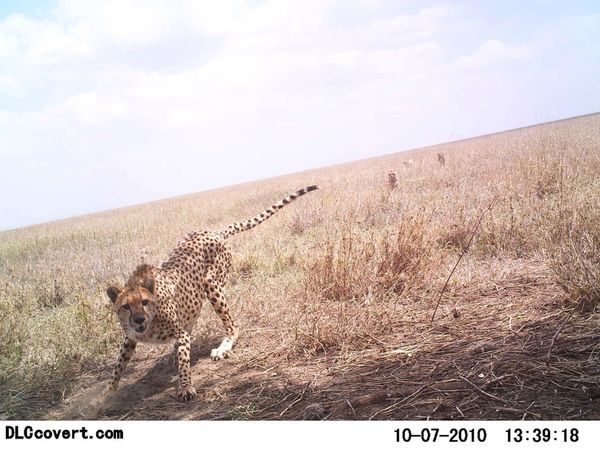 Селфи животных в проекте Snapshot Serengeti