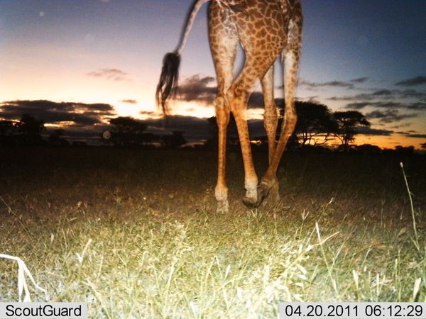 Селфи животных в проекте Snapshot Serengeti