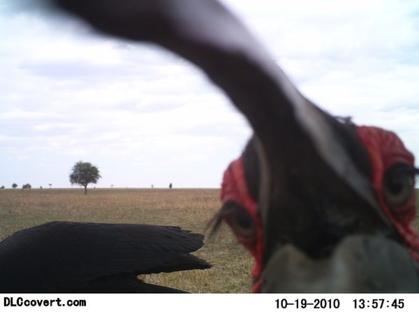 Селфи животных в проекте Snapshot Serengeti
