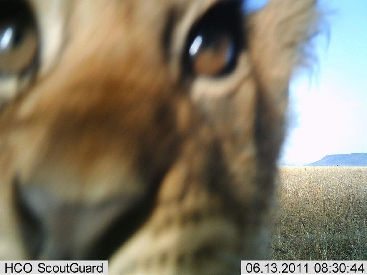 Селфи животных в проекте Snapshot Serengeti