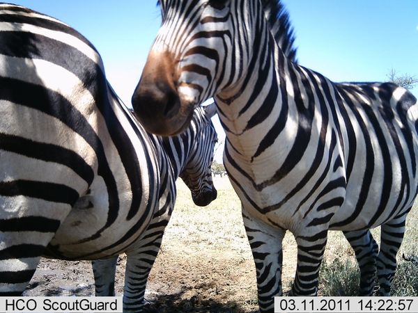 Селфи животных в проекте Snapshot Serengeti