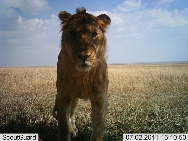 Селфи животных в проекте Snapshot Serengeti