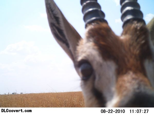 Селфи животных в проекте Snapshot Serengeti
