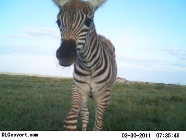 Селфи животных в проекте Snapshot Serengeti