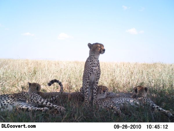 Селфи животных в проекте Snapshot Serengeti