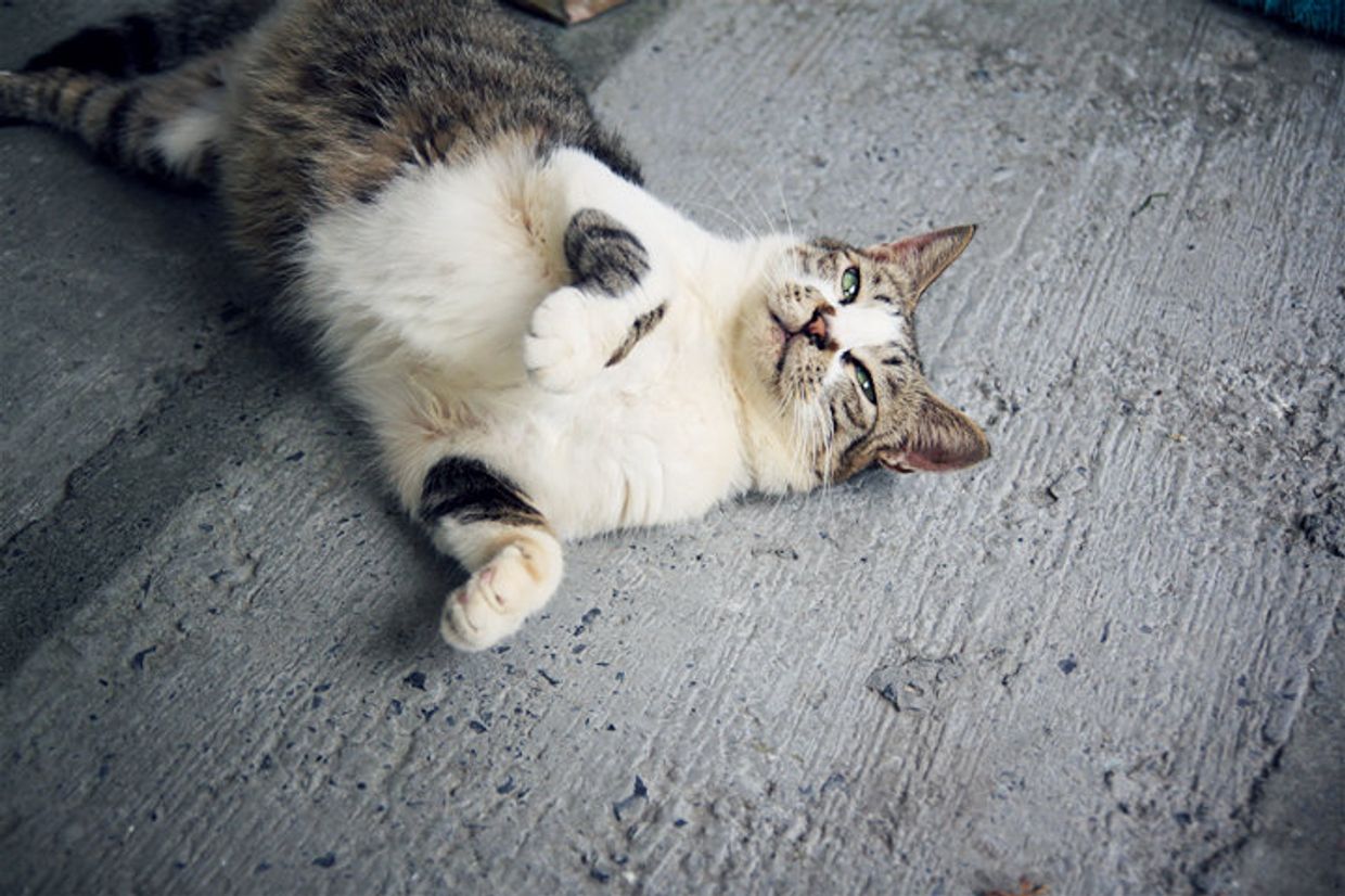 Бездомная кошка