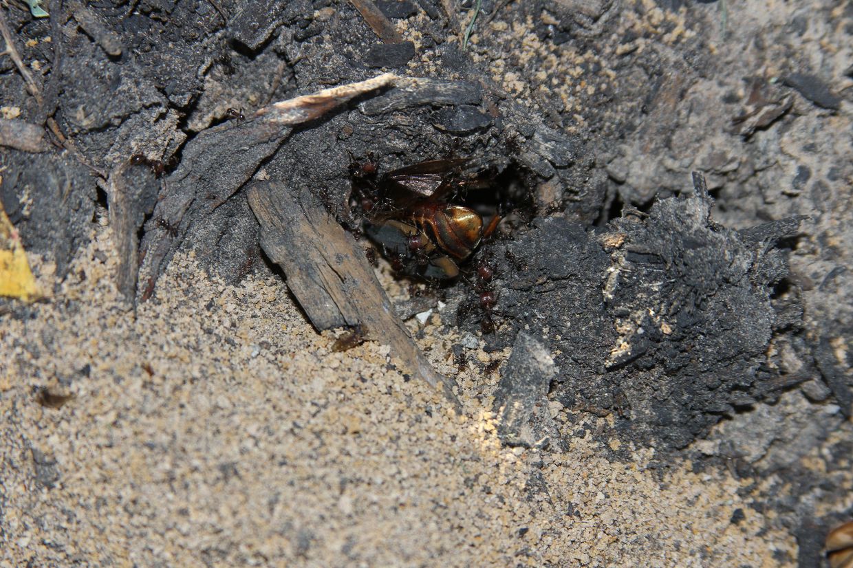 Муравьи Pheidole dentata