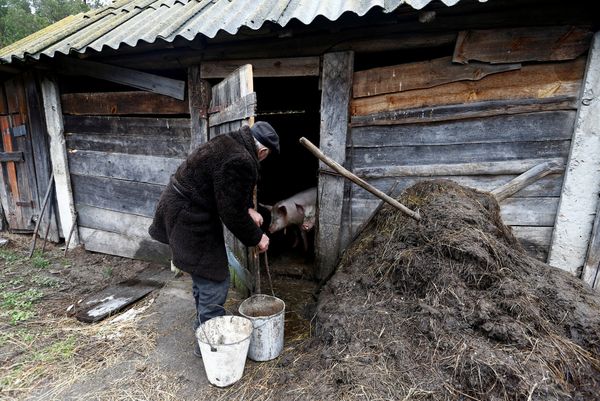 Житель зоны отчуждения Чернобыльской АЭС в свинарнике возле своего дом