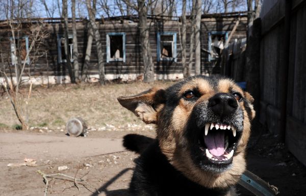 Полесский радиационно-экологический заповедник в Белоруссии