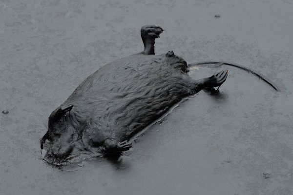 Ондатра, погибшая в нефтяном разливе на Мамонтовском месторождении в Ханты-Мансийском округе
