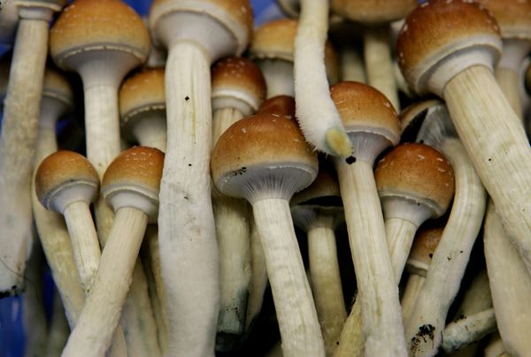 Галлюциногенные грибы