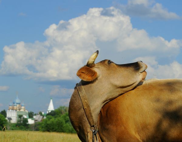 Золотое кольцо России. Суздаль