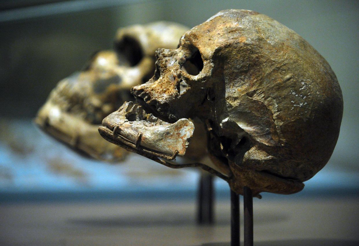 Череп Homo Sapiens в сравнении с черепом неандертальца