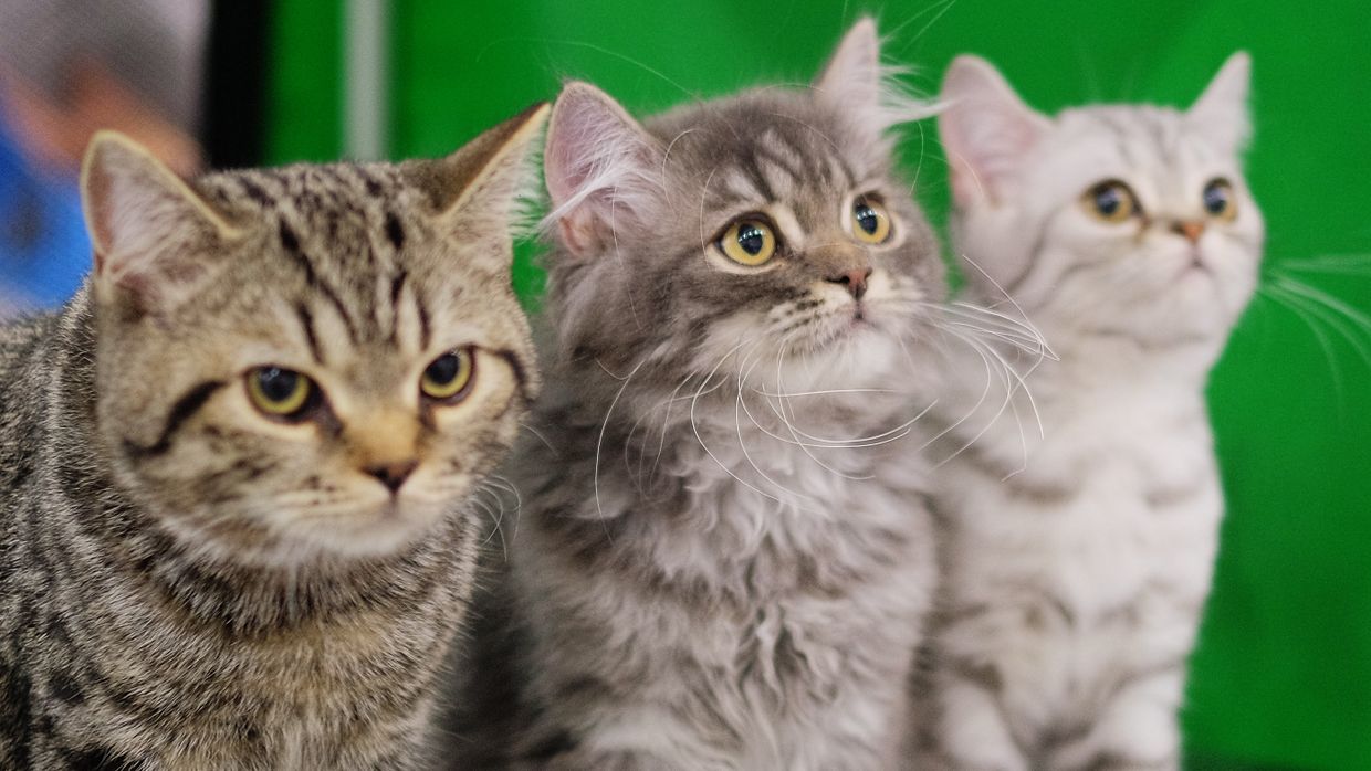 Выставка кошек Гран-при Royal Canin в Москве
