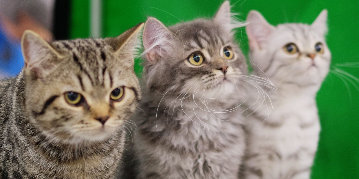 Выставка кошек Гран-при Royal Canin в Москве