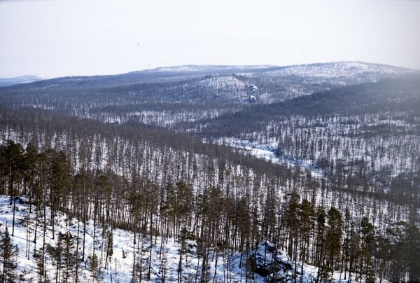 Тайга в районе строительства Байкало-Амурской магистрали