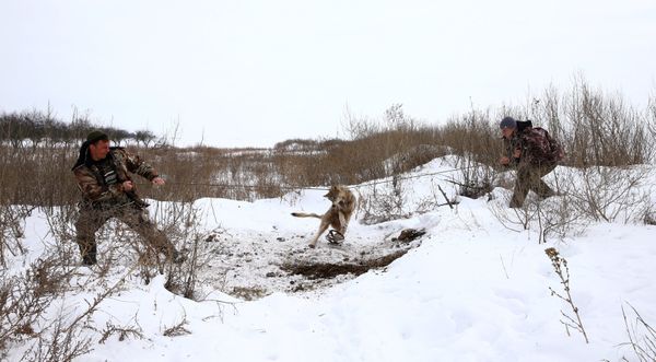 Чернобыль
