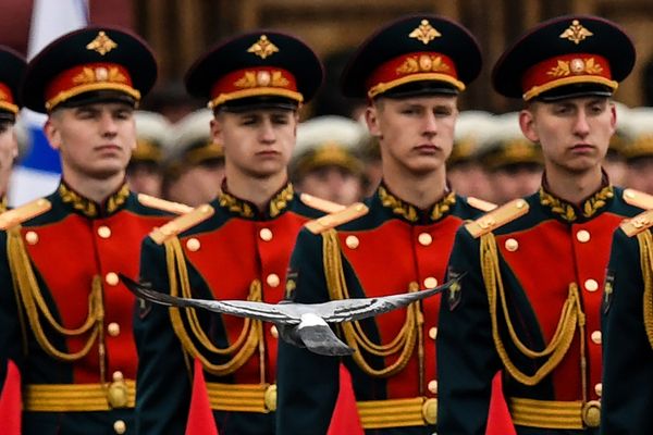 Голубь, летящий перед строем солдат почетного караула во время парада
