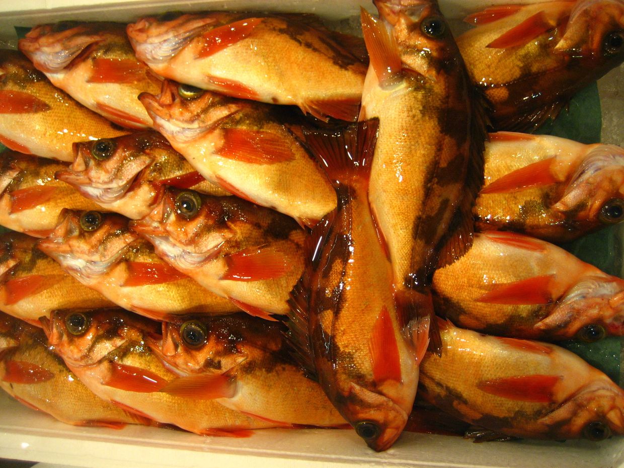 Морская рыба