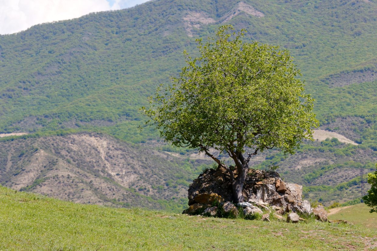 Дерево в Джвари, Грузия