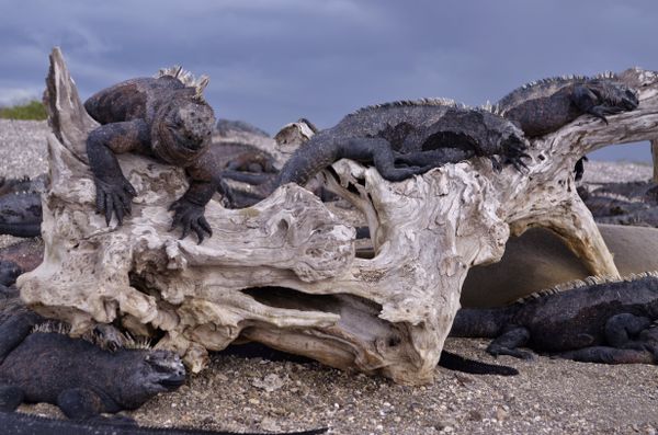 Морские игуаны на Галапагосских островах