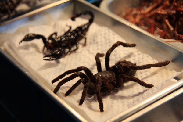 Жареный паук и скорпион