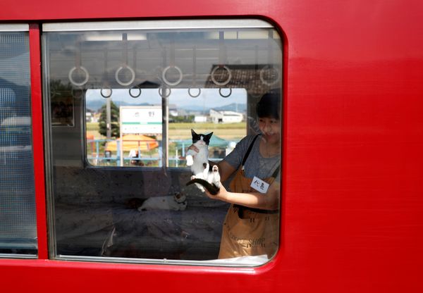 Котопоезд