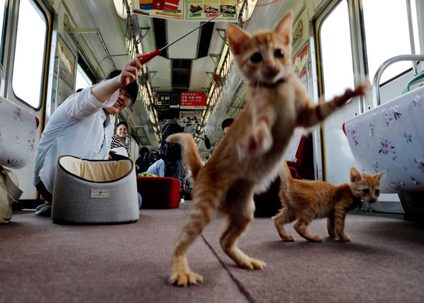 Котопоезд