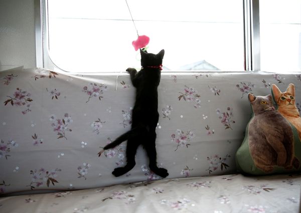 Котопоезд