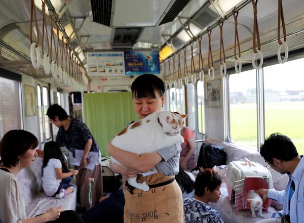 Котопоезд