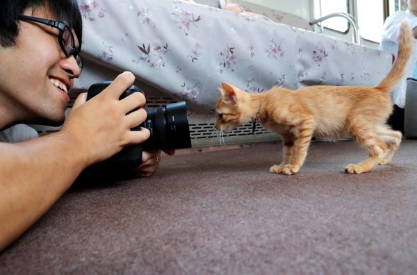 Котопоезд