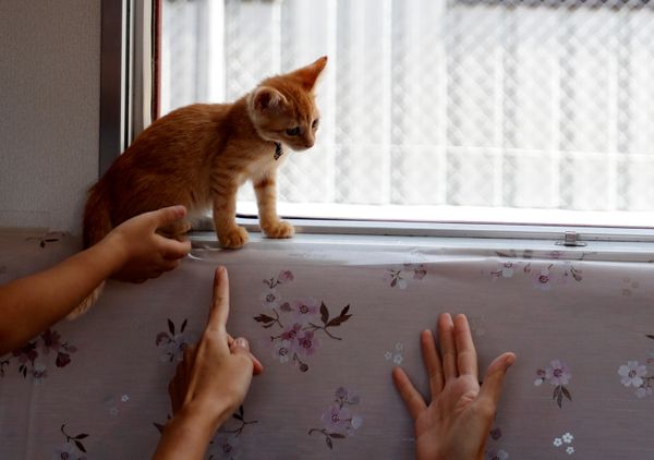 Котопоезд