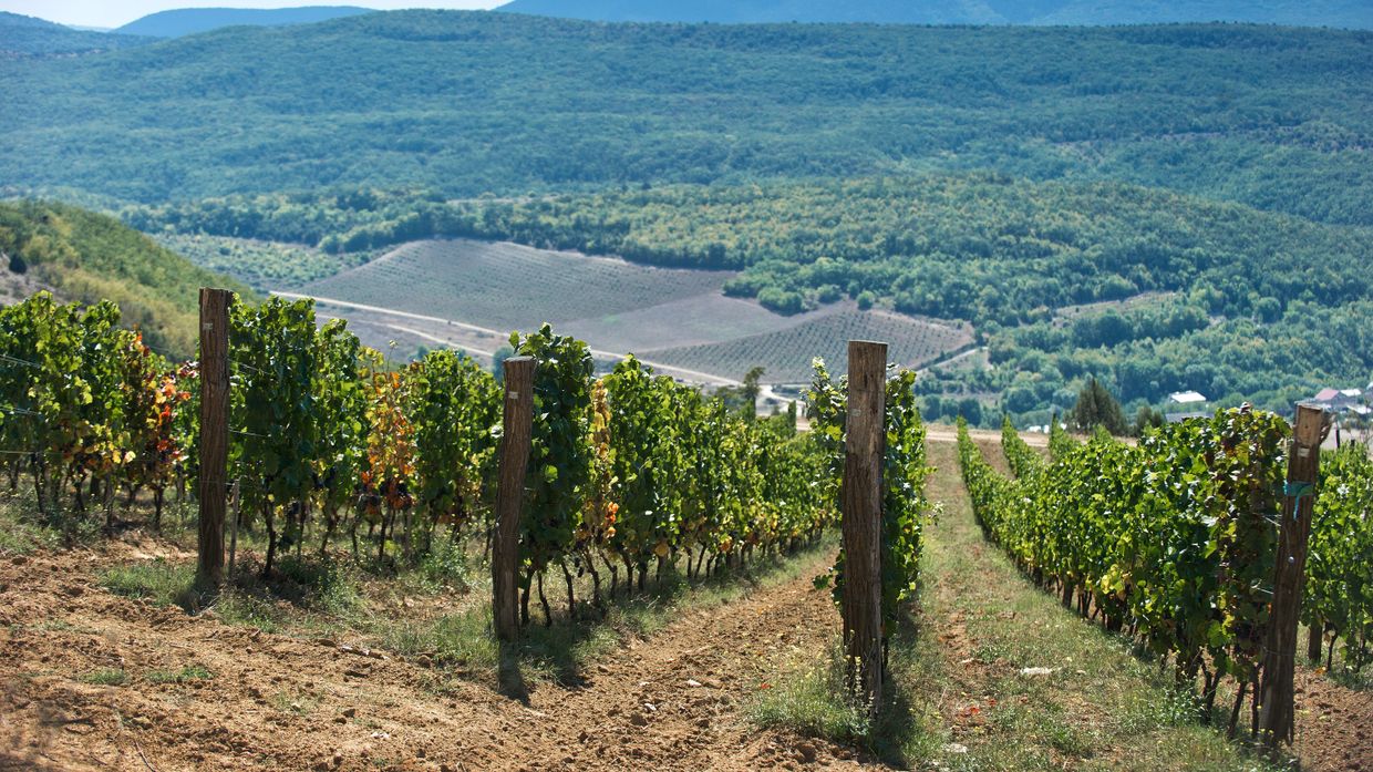 Винодельческое хозяйство UPPA Winery в Крыму