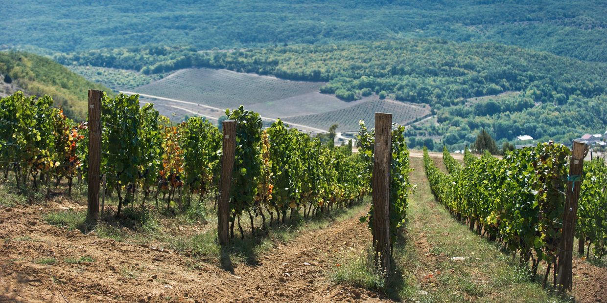 Винодельческое хозяйство UPPA Winery в Крыму