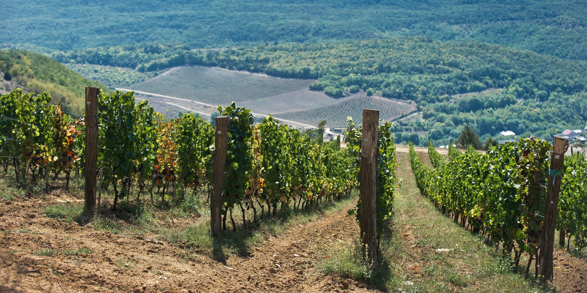 Винодельческое хозяйство UPPA Winery в Крыму - ИноСМИ, 1920, 21.09.2021