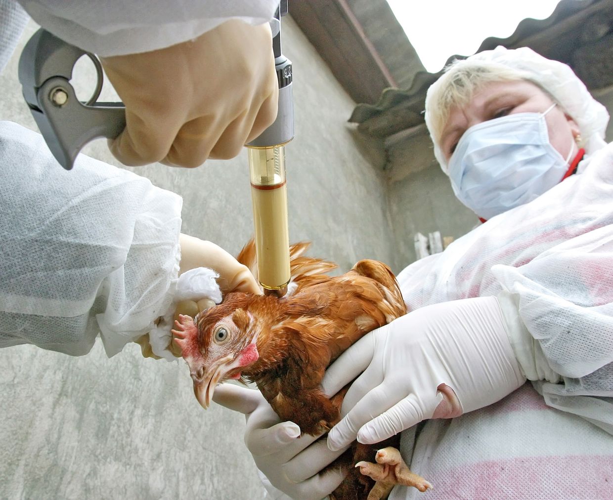 Профилактика против птичьего гриппа Профилактика против птичьего гриппа