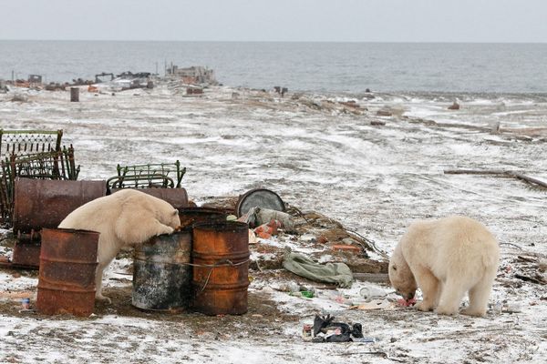 Изучая дикую природу Арктики на российском острове Врангеля