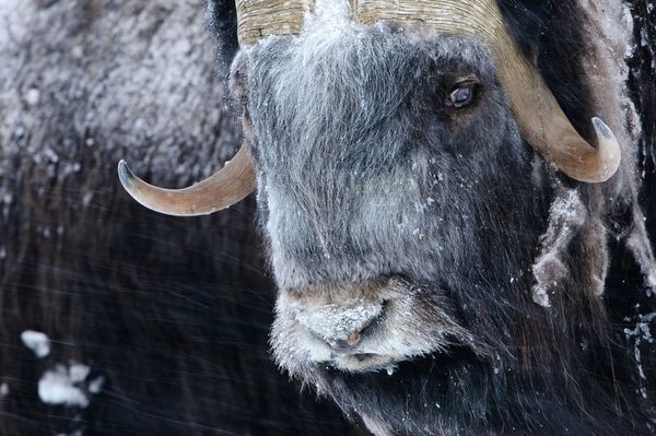 Изучая дикую природу Арктики на российском острове Врангеля