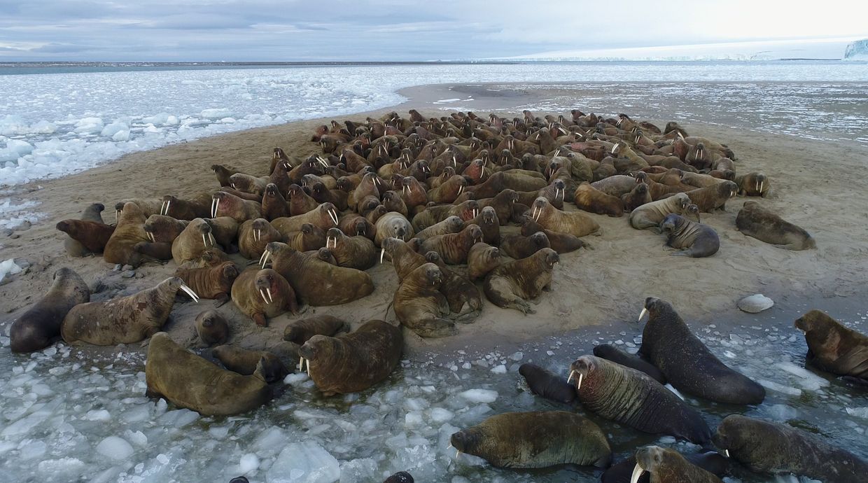 Лежбище моржей на берегу одного из островов архипелага Земля Франца-Иосифа