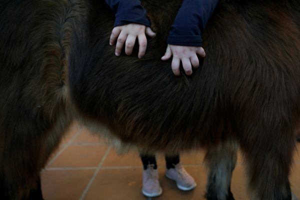 Благословение животных
