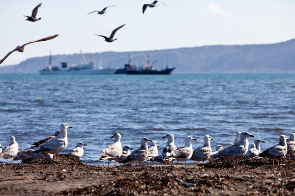 Чайки на берегу Южно-Курильского залива на острове Кунашир Курильской гряды