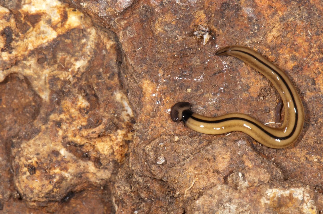 Червь вида Bipalium vagum