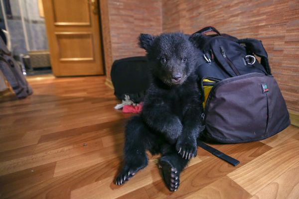 Двухмесячный медвежонок бурого медведя в квартире Ольги Щетининой в Благовещенске