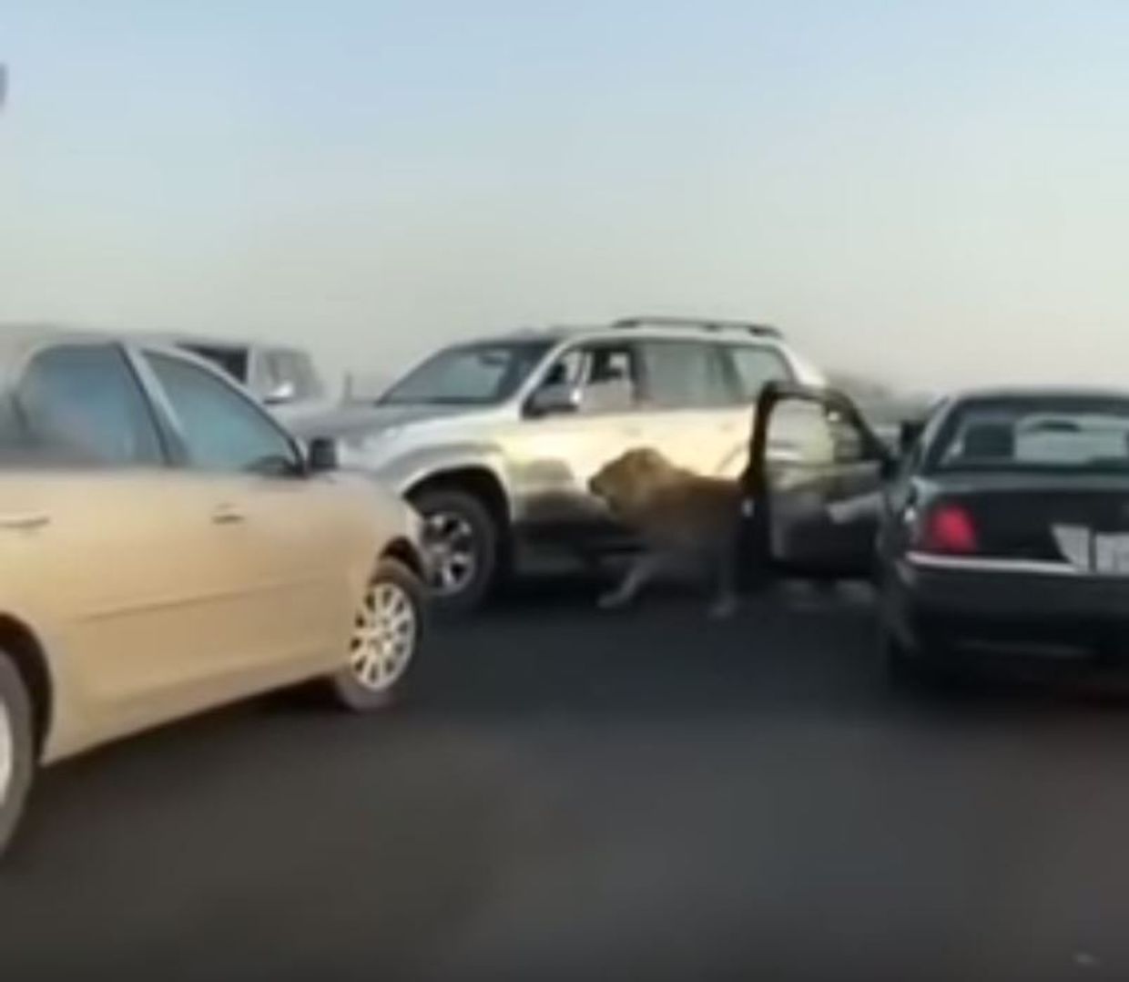 Лев на улице Кувейта