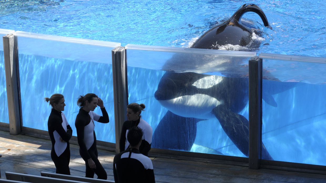 Косатка Тиликум, обитающая в SeaWorld Orlando во Флориде 
