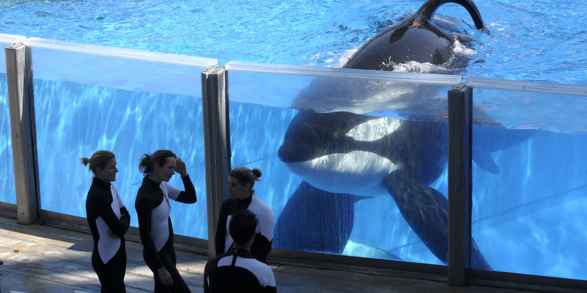 Косатка Тиликум, обитающая в SeaWorld Orlando во Флориде  - ИноСМИ, 1920, 28.05.2023